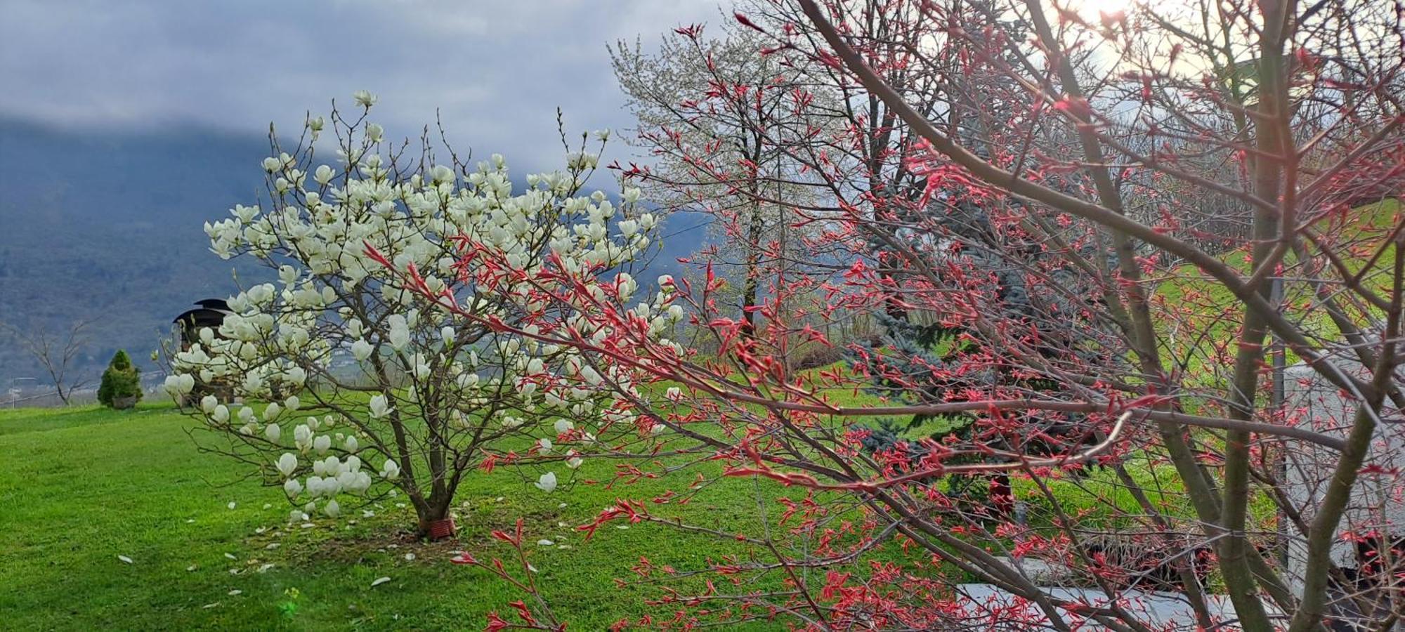 Affittacamere Rubino Guest House Ponte nellʼAlpi Buitenkant foto